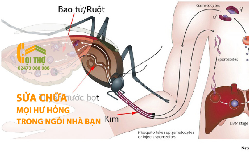 Sốt xuất huyết gọi thợ